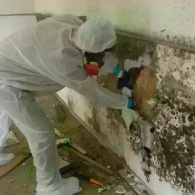 Mold Remediation and Removal in Saint Francisville, LA